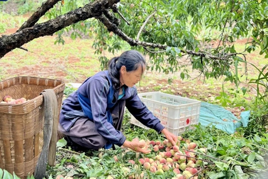 贵州六盘水水城区高峰村：以乡村文明助力乡村振兴_fororder_640 (3)