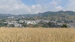 六盘水市水城区比德镇：万亩小麦喜迎丰收
