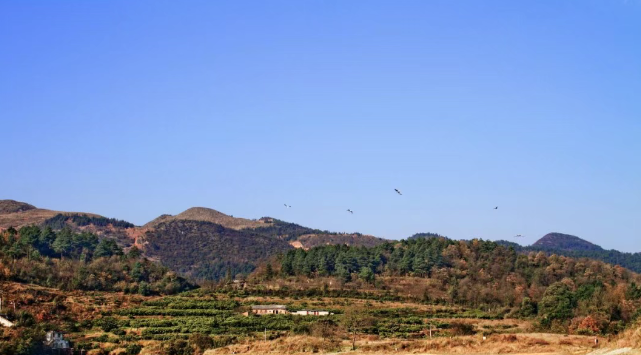 现在出发！避暑就来贵阳：【一村一景】靛山村（上）：春日秘境 到暮光森林·邂逅你的 “阿勒泰”