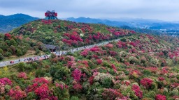 贵州毕节税务：“赏花经济”添合规新“花”样