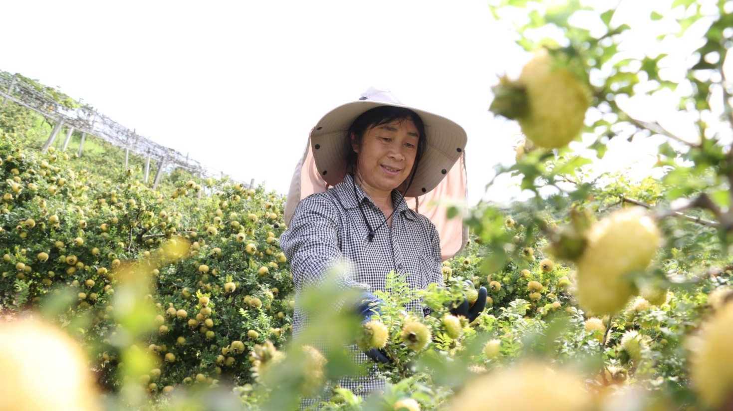 黔南果香引客来 枝头丰盈日子甜