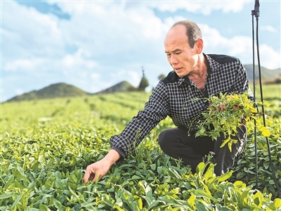 走进云南省红河哈尼族彝族自治州泸西县：滇南有灵草 名曰灯盏花