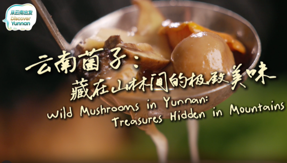 【从云南出发】云南菌子：藏在山林间的极致美味_fororder_菌子