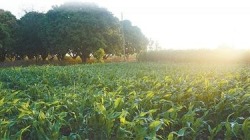 科技小院 从中国创新走向全球推广