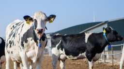 2025世界乳业峰会：蒙牛全球液态奶首座“灯塔工厂”受热议 树立全球数智化转型标杆