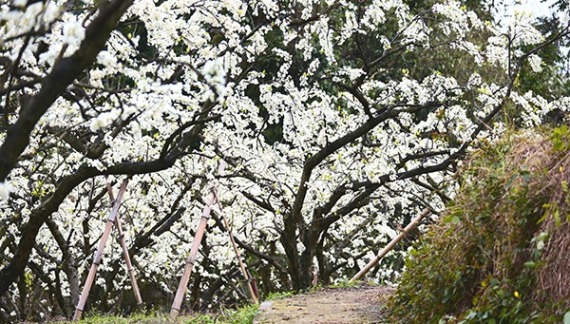 眉山洪雅：千亩李花迎春绽放_fororder_2d8b0ca3fc324f0bacaeb92b002cf1f9.600x400