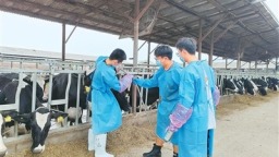 科技小院飘奶香