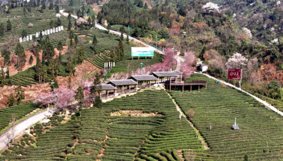 宜宾屏山：抢抓采制“黄金期” 暗香浮动春茶醒_fororder_茶叶