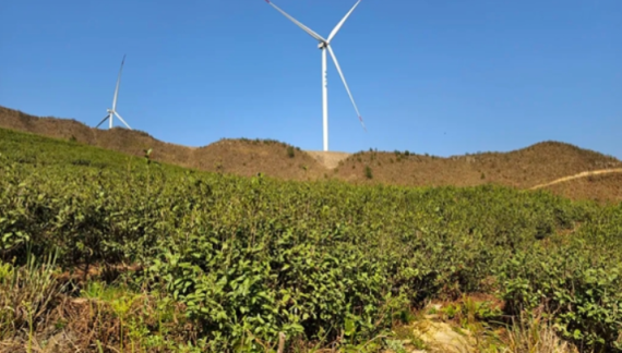 贵州平塘：樱花点缀茶山美 赏景“采春”正当时_fororder_茶