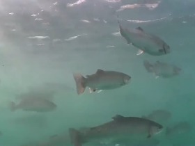 解锁特色旅游IP 远离大海的新疆小城“游”出三文鱼