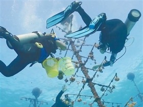 海南三沙成功种植珊瑚苗10万株