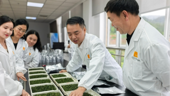 贵茶集团举行2026年碾茶集中审评观摩活动_fororder_茶