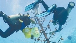 海南三沙成功种植珊瑚苗10万株