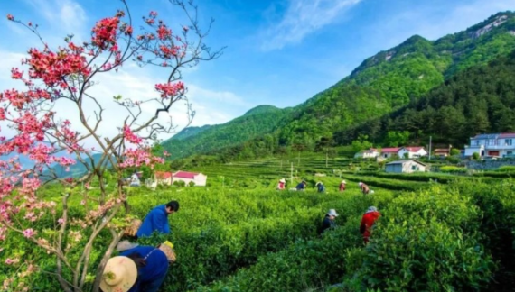 2026“皖美徽茶主播说”茶区行将启幕 融媒体赋能徽茶产业振兴_fororder_茶叶