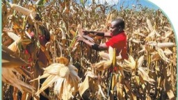 科技小院 从中国创新走向全球推广