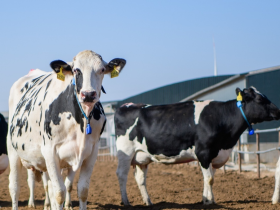 2025世界乳业峰会：蒙牛全球液态奶首座“灯塔工厂”受热议 树立全球数智化转型标杆