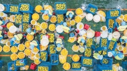 东盟连续8年保持中国农产品第一大贸易伙伴地位——东盟“鲜品”丰富中国餐桌