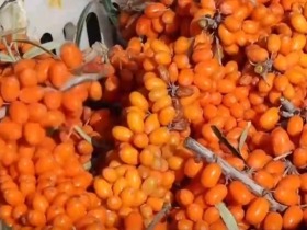 强品牌、扩市场，全链发力！金秋农产品喜获丰收 乡村特色产业“拔节生长”