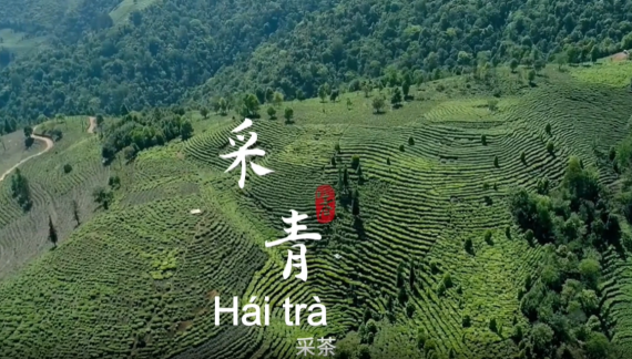 【澜湄之窗】走，去云南绿春赴一场茶香之旅！_fororder_采茶