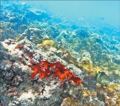 施工环保两不误  鱼类重回珊瑚丛