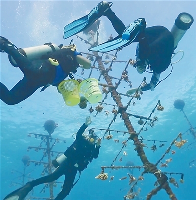 海南三沙成功种植珊瑚苗10万株