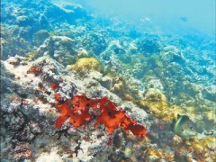 施工环保两不误  鱼类重回珊瑚丛