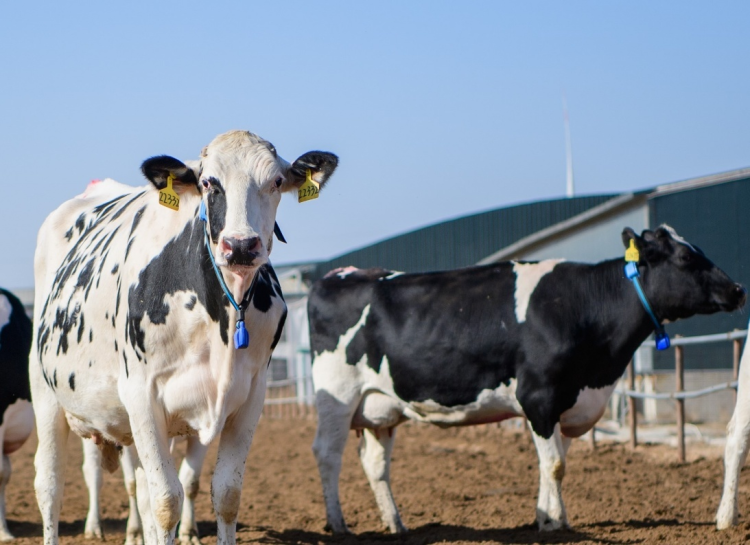 2025世界乳业峰会：蒙牛全球液态奶首座“灯塔工厂”受热议 树立全球数智化转型标杆_fororder_14