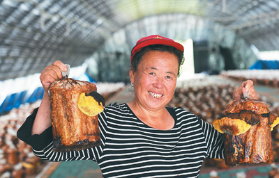 桑黄：给好日子镶道“金边”