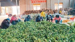“新农人”返乡 老村换新颜