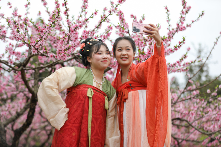 广西灵川：万亩桃花绽放 绘就春日画卷_fororder_1