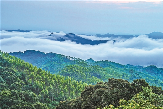 广西林草面积与质量“双提升” 连续16年每年植树造林规模超300万亩_fororder_8839597_dengzq_1755072857763_b