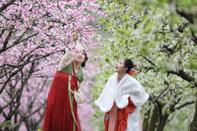 广西灵川：万亩桃花绽放 绘就春日画卷_fororder_2