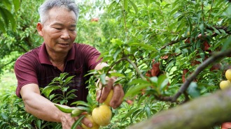 桂林恭城：黄金奈李迎丰收 精细管护铺就乡村“致富路”