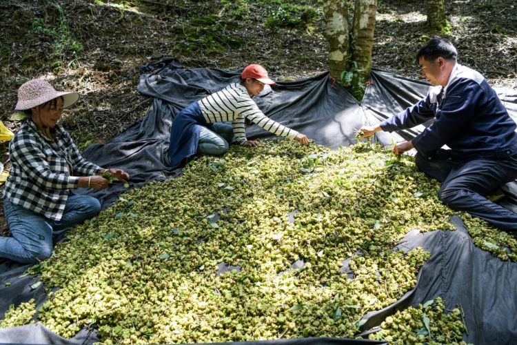 广西兴业县：“点树成金”打造香精香料产业新高地_fororder_兴业县城隍镇种植户在采收八角。覃伟航 摄