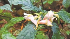 广西大明山发现植物新种上林凤仙花