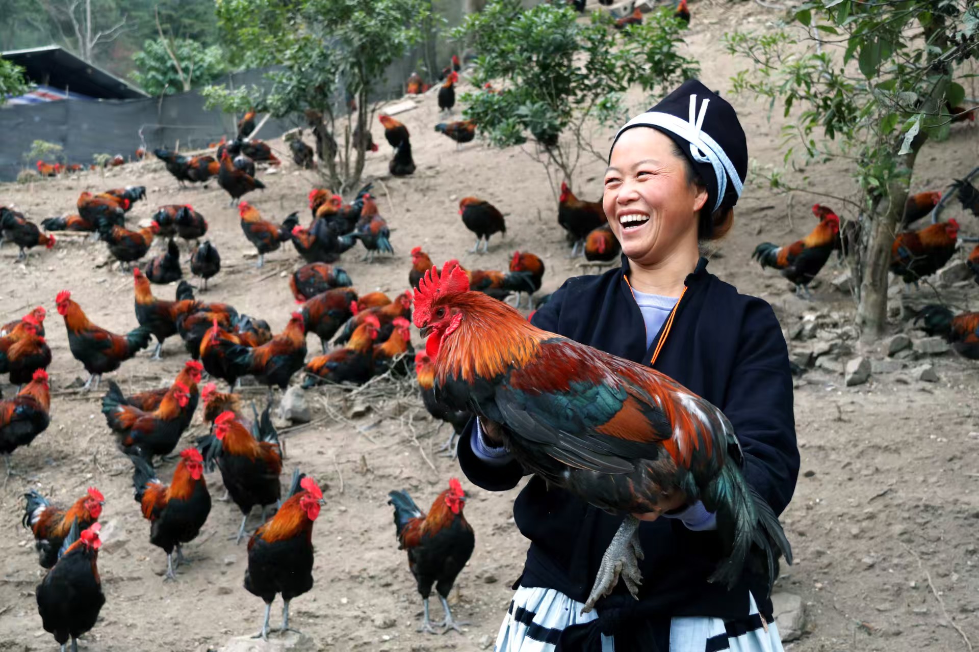 2025年“桂字号”南丹瑶鸡产销对接活动在南宁举办_fororder_2