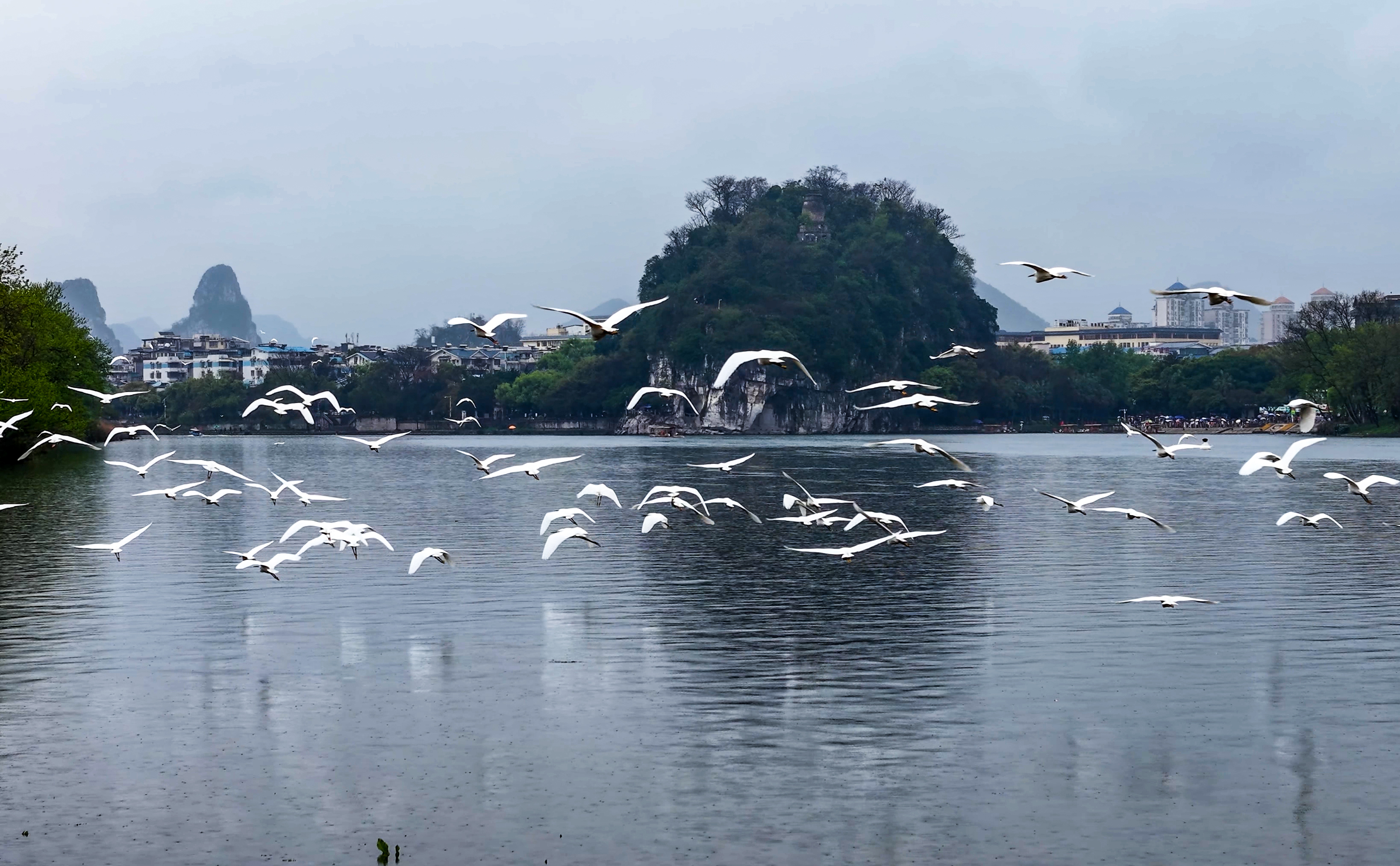 桂林山水白鹭飞 生态美景入画来_fororder_3