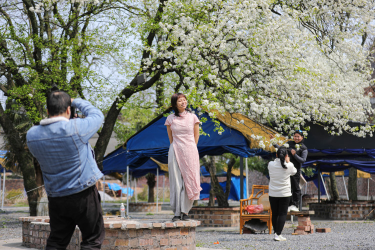 桂林灵川：梨花似雪香满径 游人如织醉春风_fororder_1