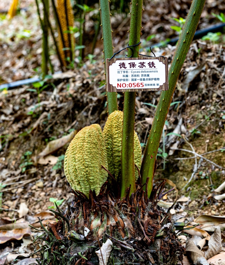 广西百色：“植物大熊猫”德保苏铁迎来盛花期_fororder_微信图片_20250428212901