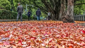 桂林：缤纷“落叶毯”引游人醉赏