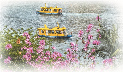 坐上公交游八桂 一路繁花一路景