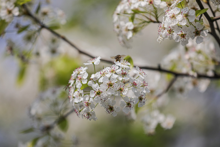 桂林灵川：梨花似雪香满径 游人如织醉春风_fororder_2