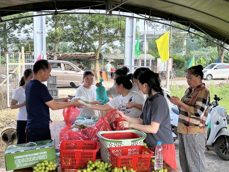 广西兴业：甜蜜产业奏响乡村经济振兴强音_fororder_2