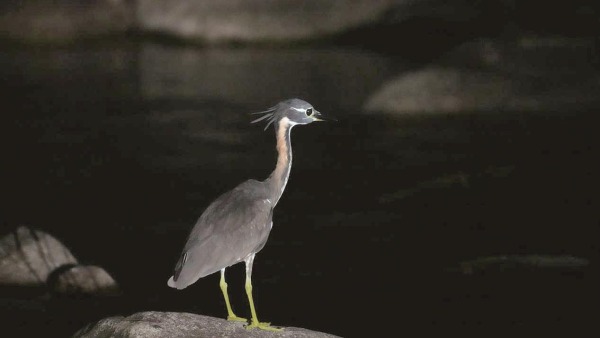 “世界上最神秘的鸟”海南鳽首现姑婆山保护区