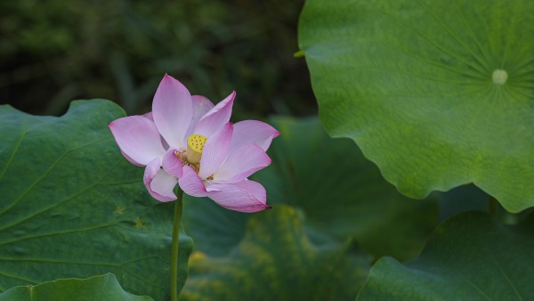桂林灵川：夏日荷韵引客来 满池芬芳醉游人