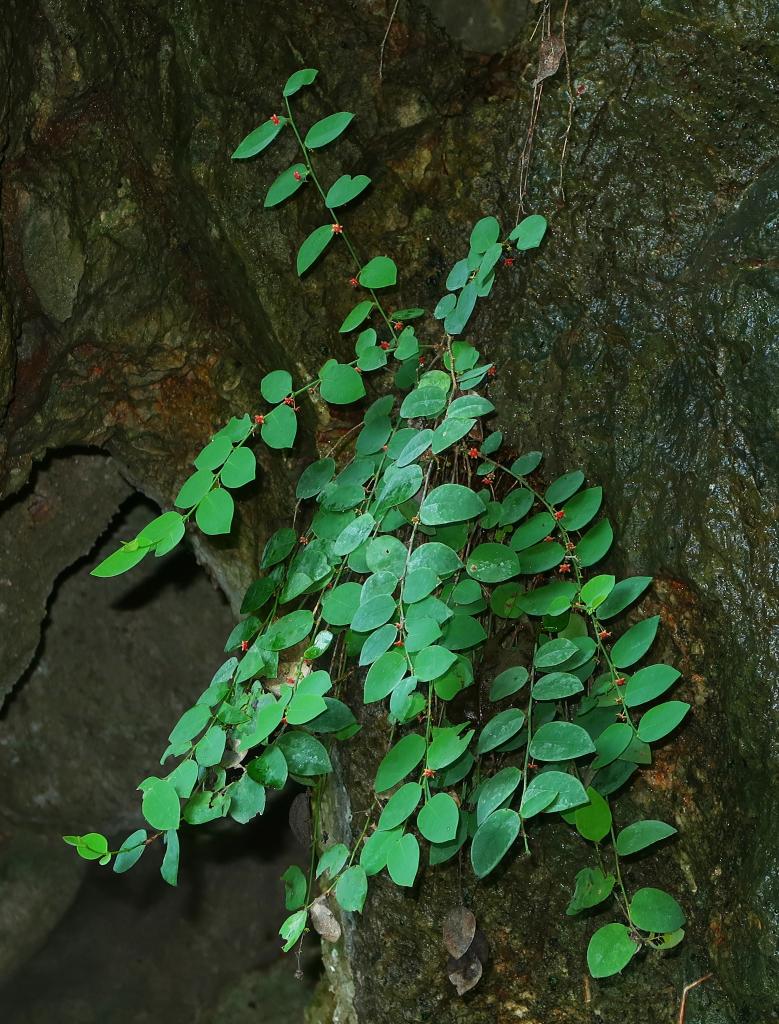 广西发现濒危植物新种——恩城黑面神
