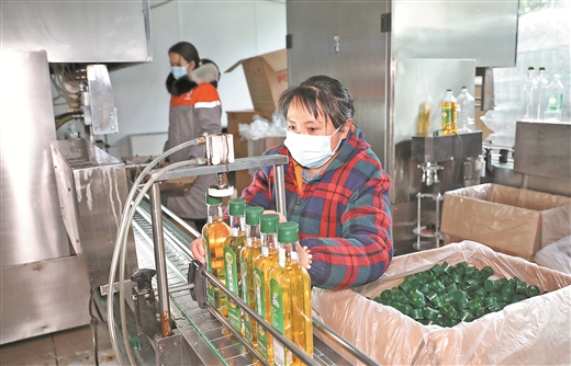 八桂油茶香：产业蝶变正当时