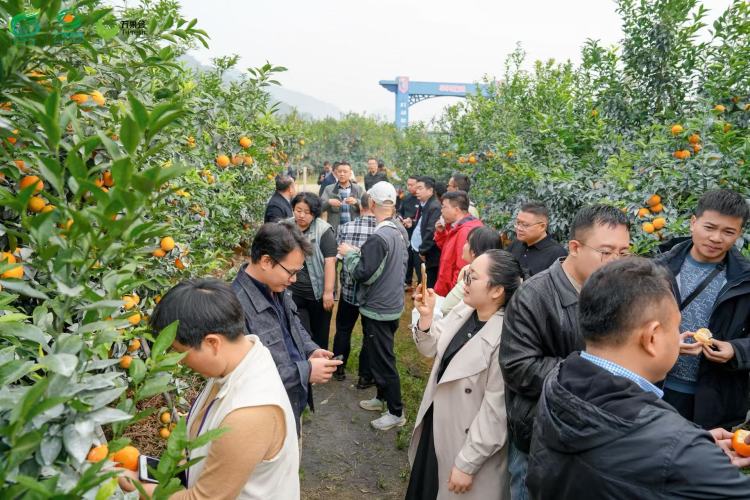 广西举办秋冬水果产销对接活动 全国百余名采购商实地考察“桂果”产地_fororder_2