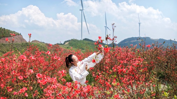 桂林灵川：500余亩杜鹃花海迎春绽放