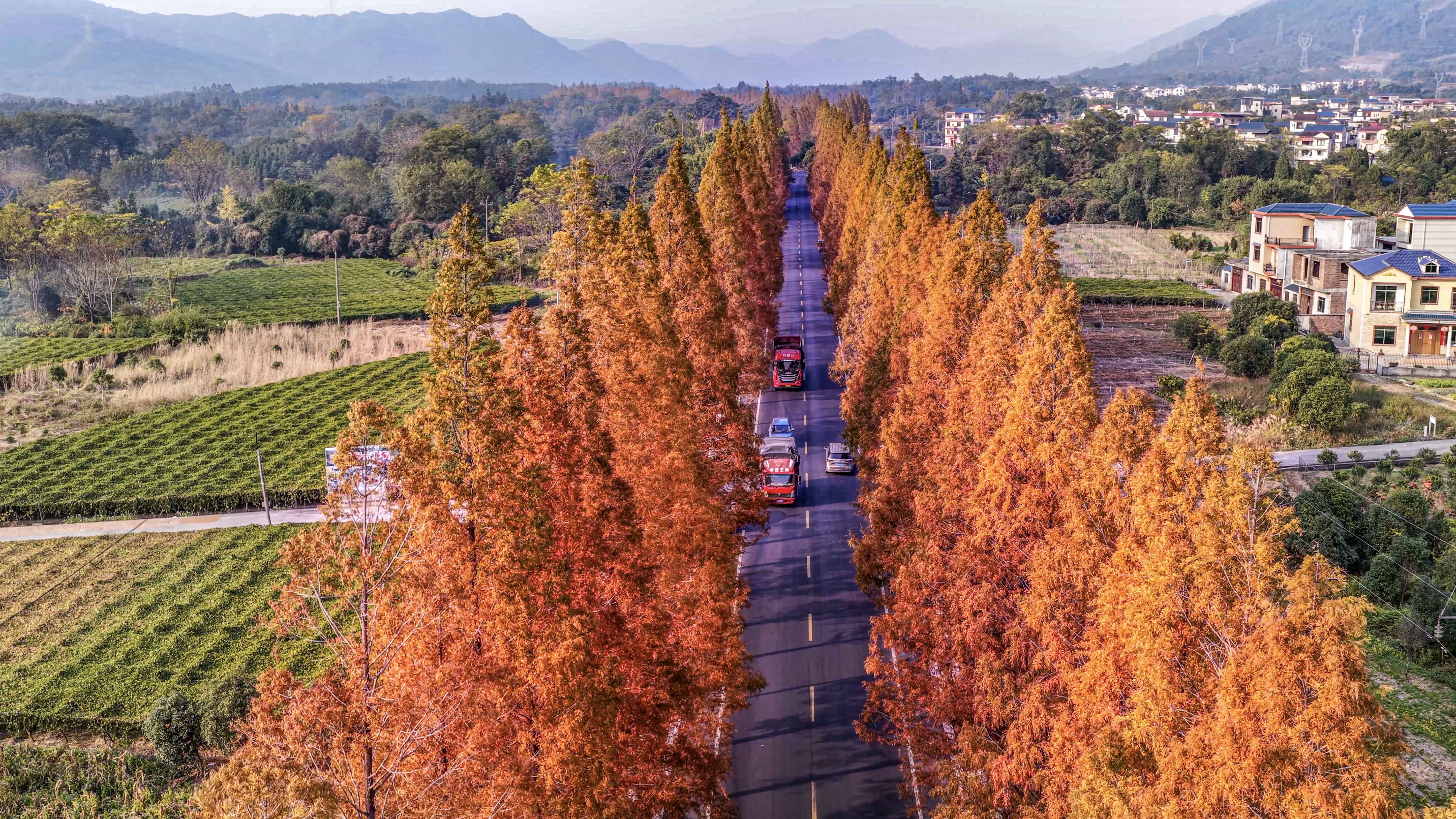 桂林临桂区：水杉着“红妆”扮靓公路_fororder_2